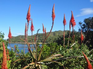The Aloe Vera plant, also known as savila.