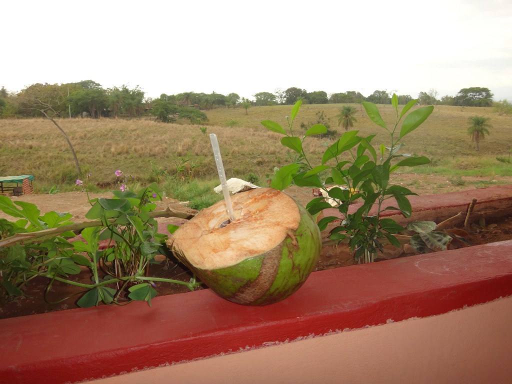 A coconut.
