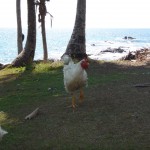 Chickens at the hostel in Drake's Bay, Costa Rica.