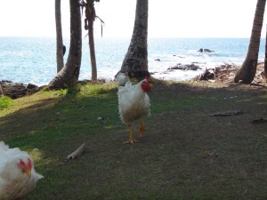 Chickens at the hostel in Drake's Bay, Costa Rica.
