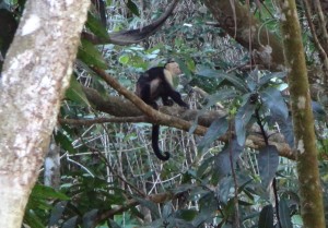 A monkey in Costa Rica.