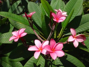 Plumeria flowers in Matapalo, Costa Rica.