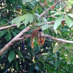A monkey in Matapalo, Costa Rica.