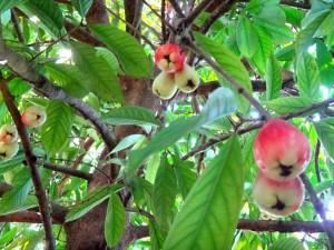 Manzana de Agua in Matapalo, Costa Rica.