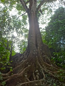 Hiking through the jungle in Costa Rica.