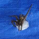 A spider in Costa Rica.