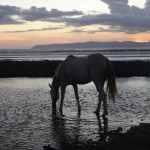 A horse in Pavones, Costa Rica.
