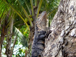 An iguana in Playa Dominical, Costa Rica.