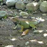 An iguana in Playa Dominical, Costa Rica.