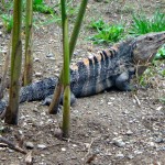 An iguana in Playa Dominical, Costa Rica.