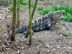 An iguana in Playa Dominical, Costa Rica.
