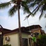 Alvaro getting coconuts.