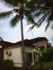 Alvaro getting coconuts.