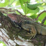 An iguana in Drake Bay, Costa Rica.