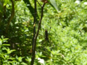 A spider in Drake Bay, Costa Rica.