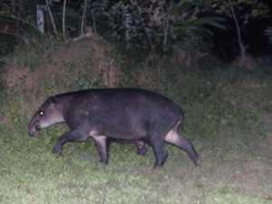 A tapir at Jungla del Jaguar hostel in Costa Rica.