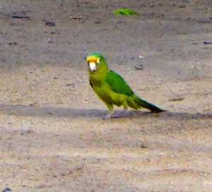 A parrot in Popoyo, Nicaragua.
