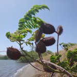 Mean looking fruits.