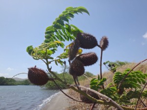 Mean looking fruits.