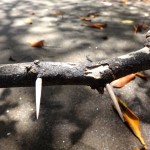 Knife like thorns.