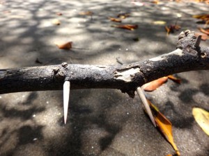 Knife like thorns.