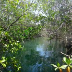 A secluded cove deep in the estuary.