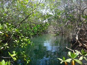 A secluded cove deep in the estuary.