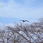 Sinister black bird.