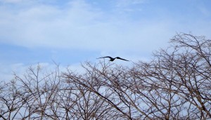 Sinister black bird.