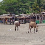 Horses on the beach in San Jorge, Nicaragua.