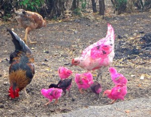 Pink chickens in Ometepe, Nicaragua.