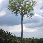 A tree on the way to Pavones, Costa Rica.