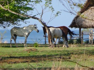 Horses and ocean - what a beautiful view on the way to the beach!