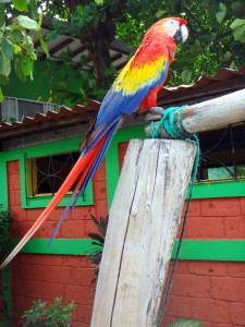 A parrot in El Salvador.