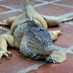 An iguana in El Salvador.